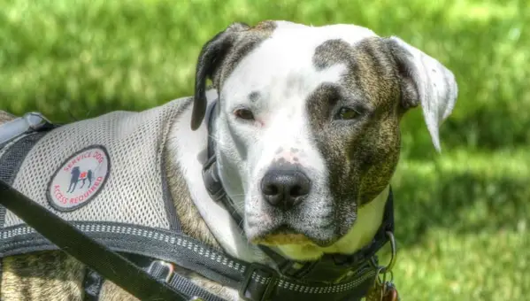 The 6 Best Service Dog Vests for Military Pups