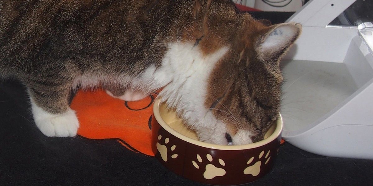 How to Keep Ants Out of Cat Food: A Guide For Military Pet Owners