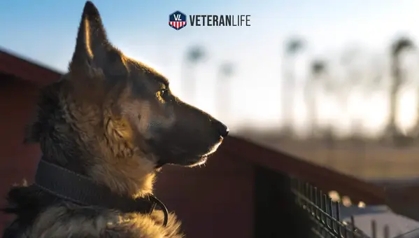 What Is K9s for Warriors?