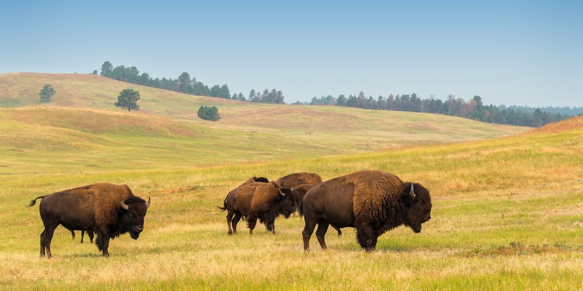 Why Does the Marine Corps Have Their Own Private Bison Herd?