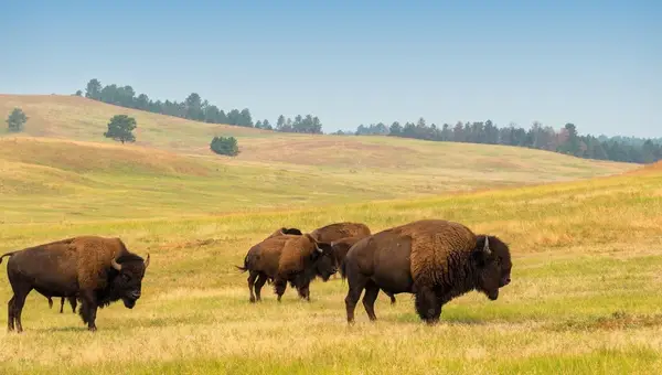 Why Does the Marine Corps Have Their Own Private Bison Herd?