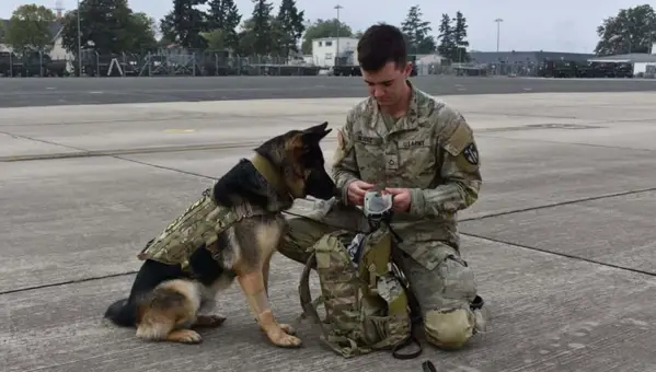 The Warrior Dog Foundation Saves the Lives of Military K9s