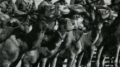 The U.S. Army's Forgotten Camel Corps: When Camels Served in the American Southwest