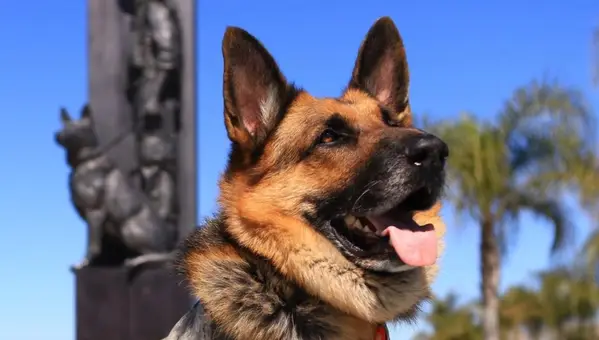 Celebrating National Service Dog Month: The Heroes at Our Side