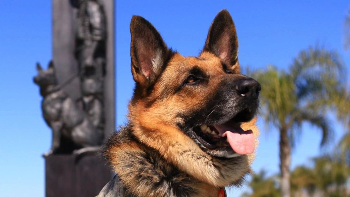 Celebrating National Service Dog Month: The Heroes at Our Side