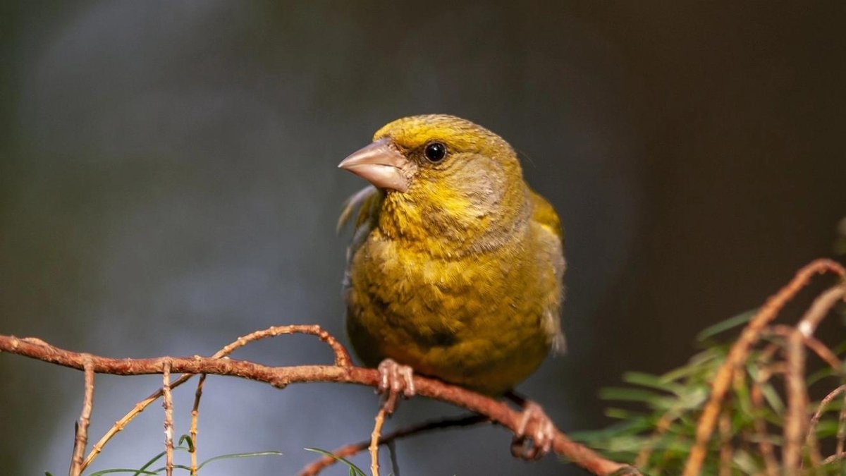 The Ultimate Bird Watching Books for Enthusiasts