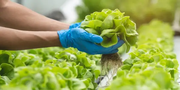 Parris Island Lettuce and Marines Affected by Climate Change