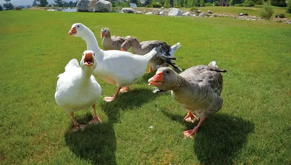 The Military’s Guard Geese May Have Saved Countless Lives; Here’s How