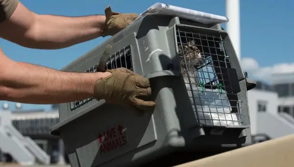Smooth Moves: Tips for Navigating a Military PCS with Pets in Tow