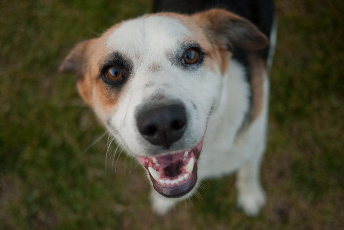 Finding the Right Pet Transport Is a Critical Part of Your PCS