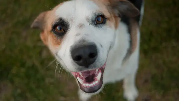 Finding the Right Pet Transport Is a Critical Part of Your PCS