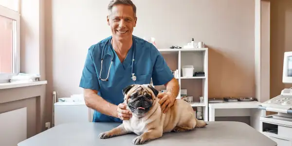 Explore Minot AFB Vet & Animal Care Services for Your Furry Friend