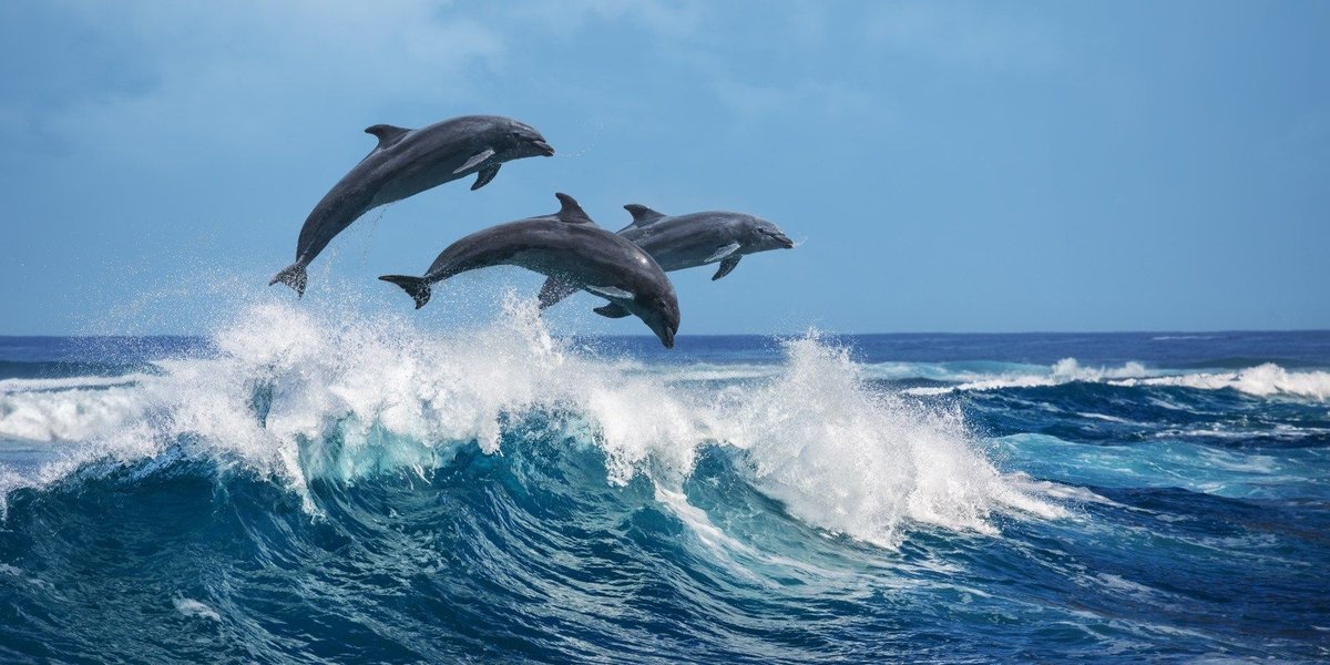 NIWC Pacific Has a Fascinating History of Training Dolphins for the Navy