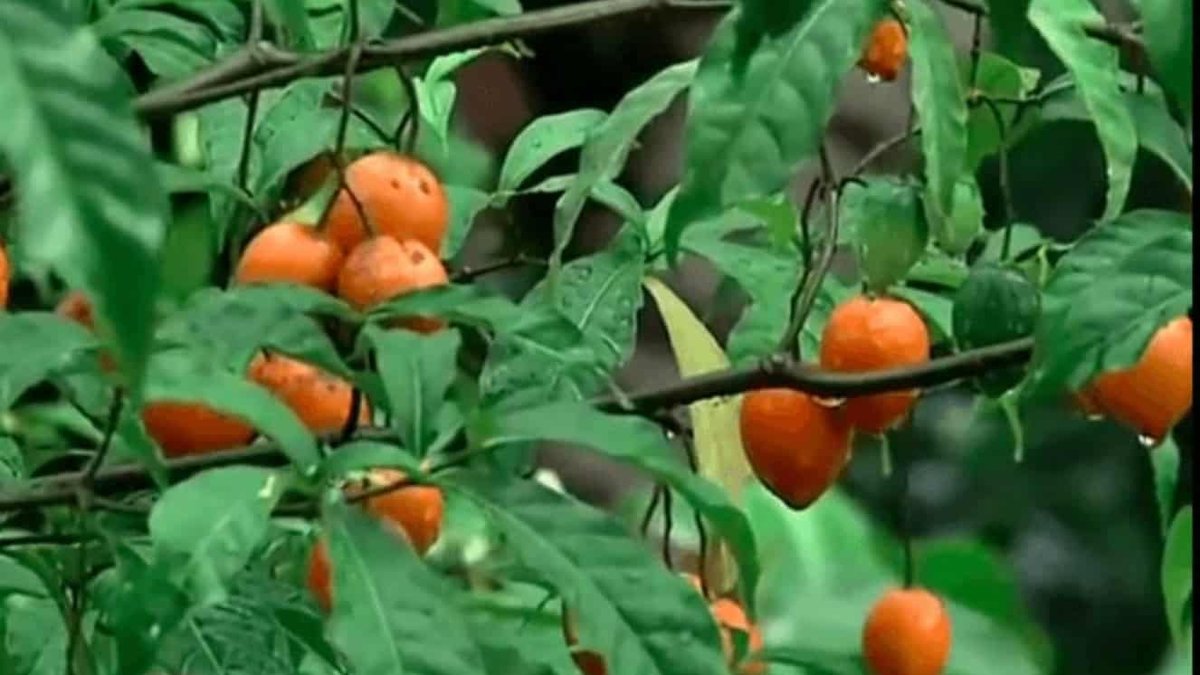 Ibogaine Findings by Stanford University Show Promise for Veterans