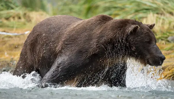 Bear Attack at Joint Base Elmendorf-Richardson Leaves Two Soldiers Injured