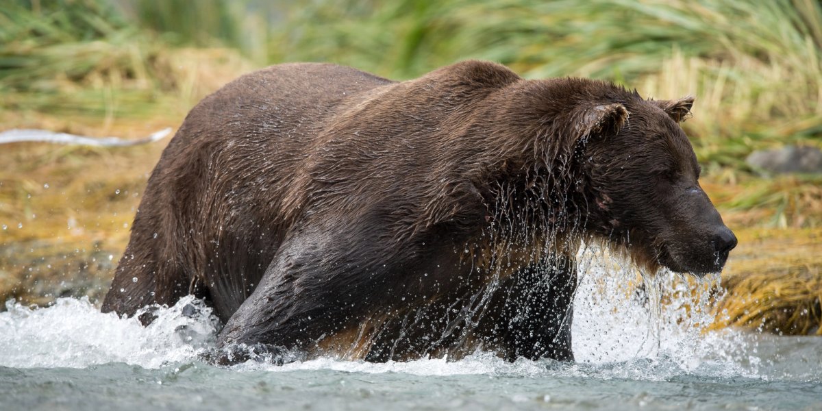 Alaskan Brown Bear in the water.
