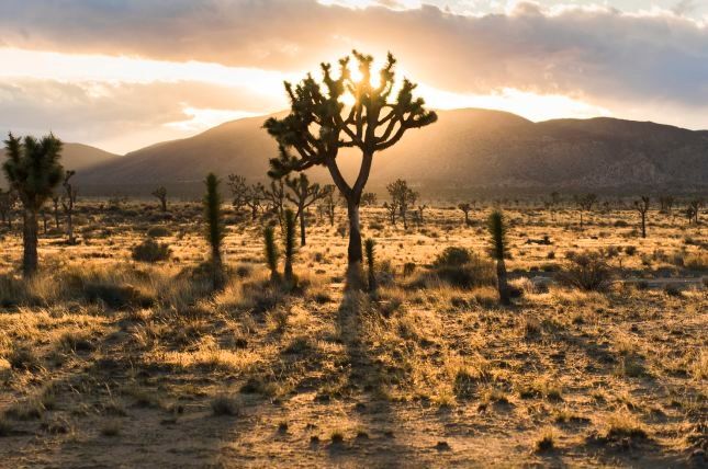  30+ Things to Do Near MCGACC Twentynine Palms in Yucca Valley, Joshua Tree, and Palm Springs