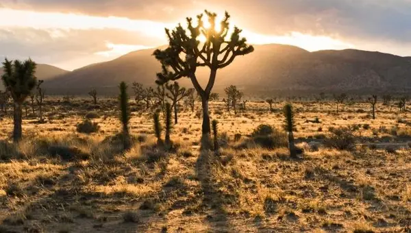 30+ Things to Do Near MCGACC Twentynine Palms in Yucca Valley, Joshua Tree, and Palm Springs