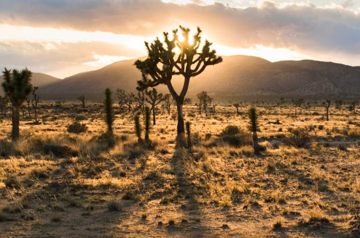 Sunset scene at Joshua Tree Park.