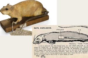 Example of a dried stuffed rat used in WW2 as a bomb and a diagram.