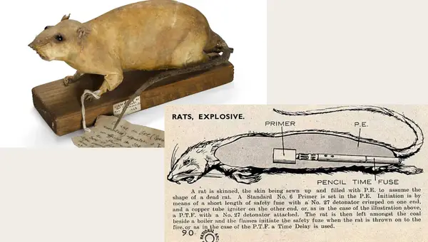 The Exploding Rats of WWII: How a Failed Sabotage Plot Sparked Nazi Panic