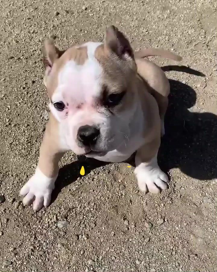 Military Pet Transportation and Care Guide