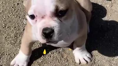 Military Pet Transportation and Care Guide