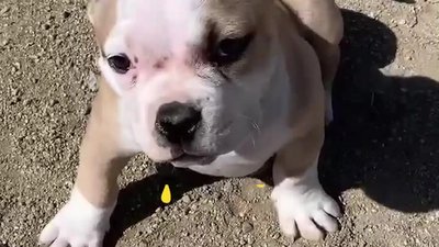 Military Pet Transportation and Care Guide