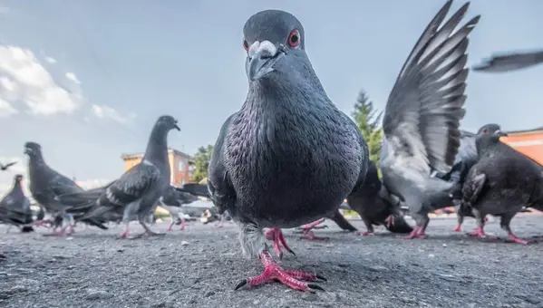 Project Pigeon: The Unbelievable History of War Pigeons That Guided Missiles