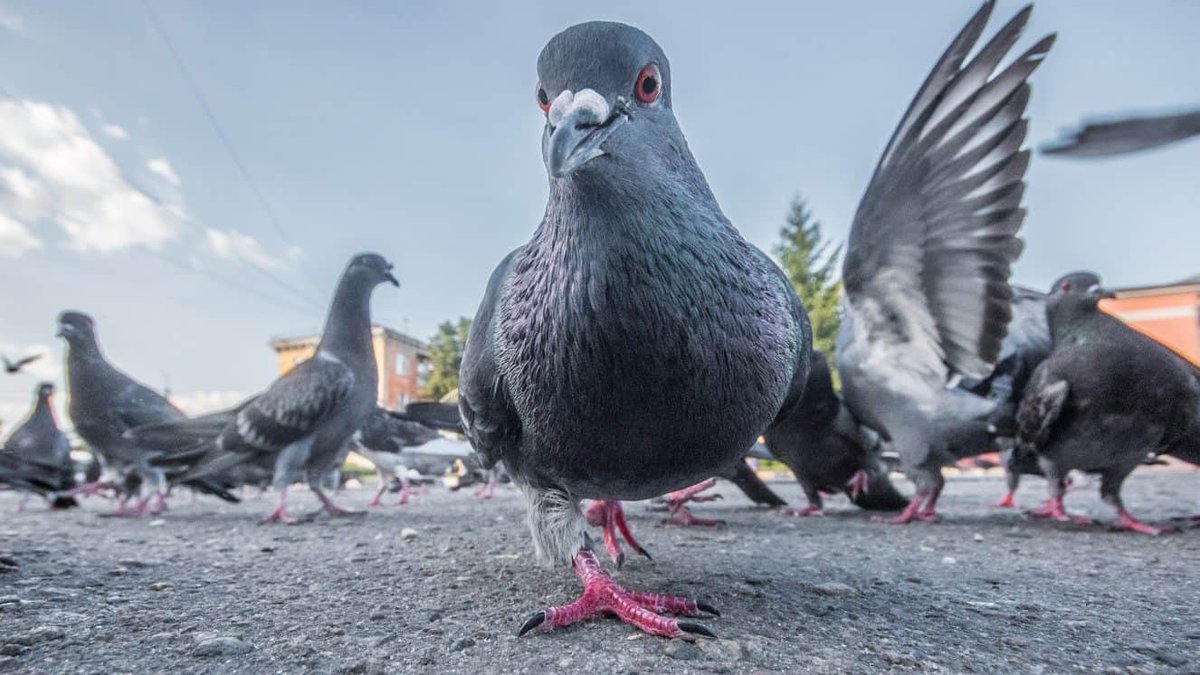 Project Pigeon: The Unbelievable History of War Pigeons That Guided Missiles