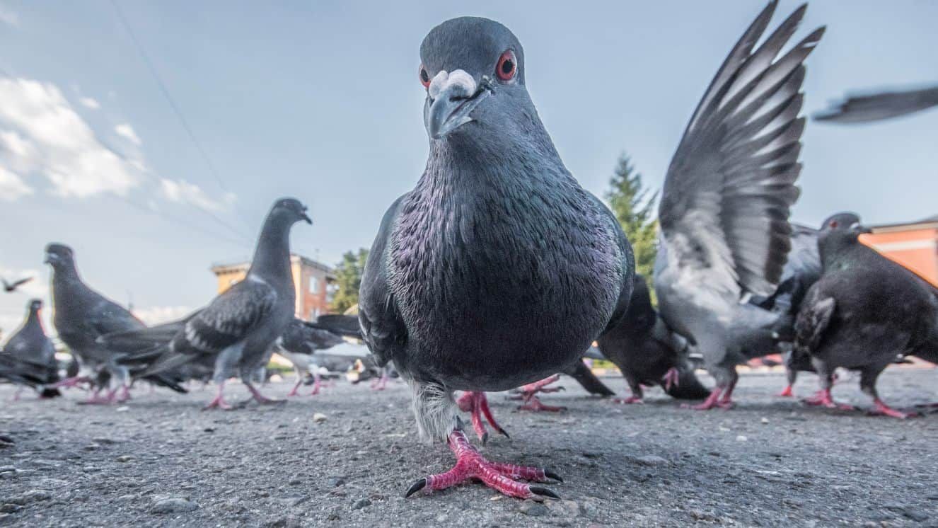 Project Pigeon: The Unbelievable History of War Pigeons That Guided Missiles