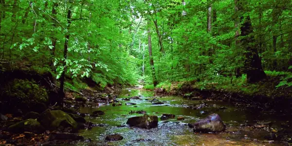 Explore Awe-Inspiring Nature at the Prince William Forest Park