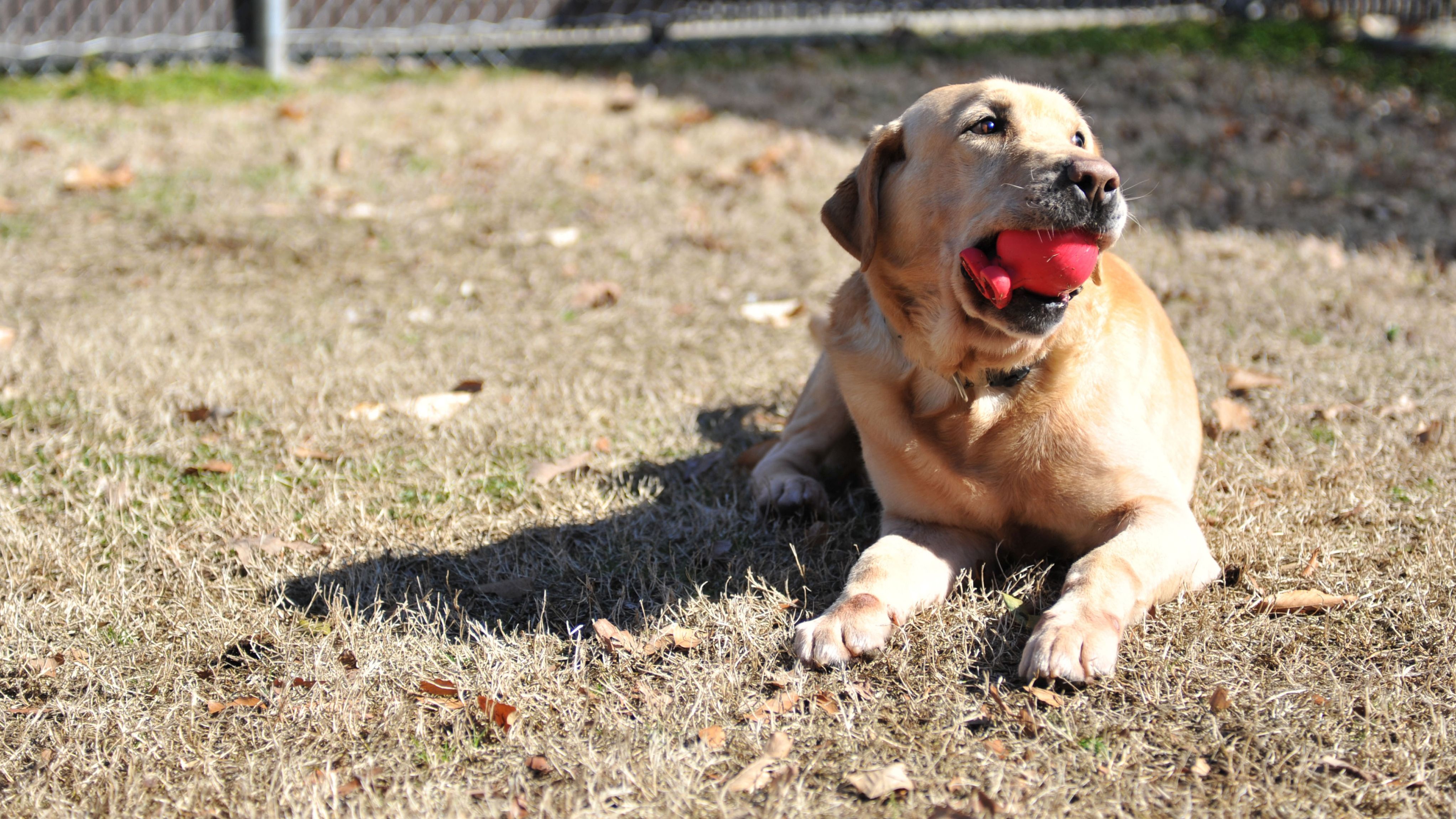 What Happens to Your Pet After a PCS: Health and Behavior Changes to Watch For