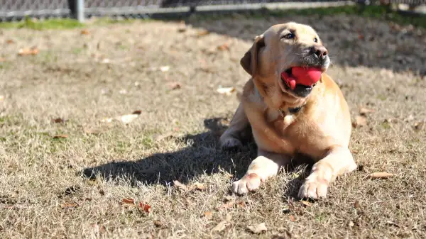 What Happens to Your Pet After a PCS: Health and Behavior Changes to Watch For