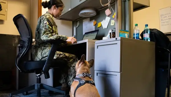 5 Reliable Military Pet Boarding Programs for Your Furry Friends