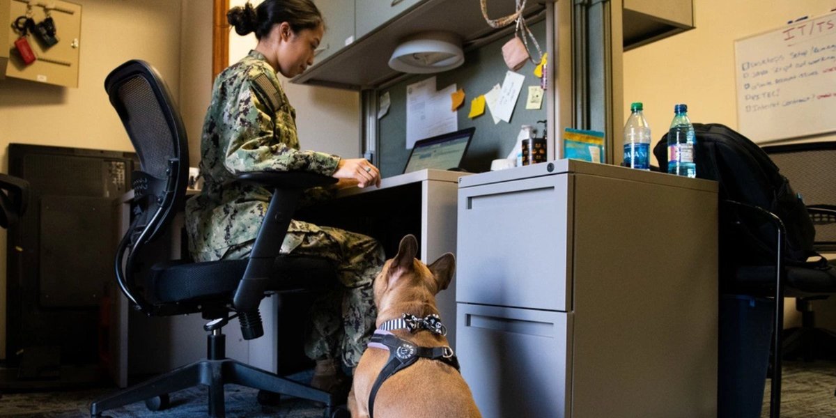 5 Reliable Military Pet Boarding Programs for Your Furry Friends