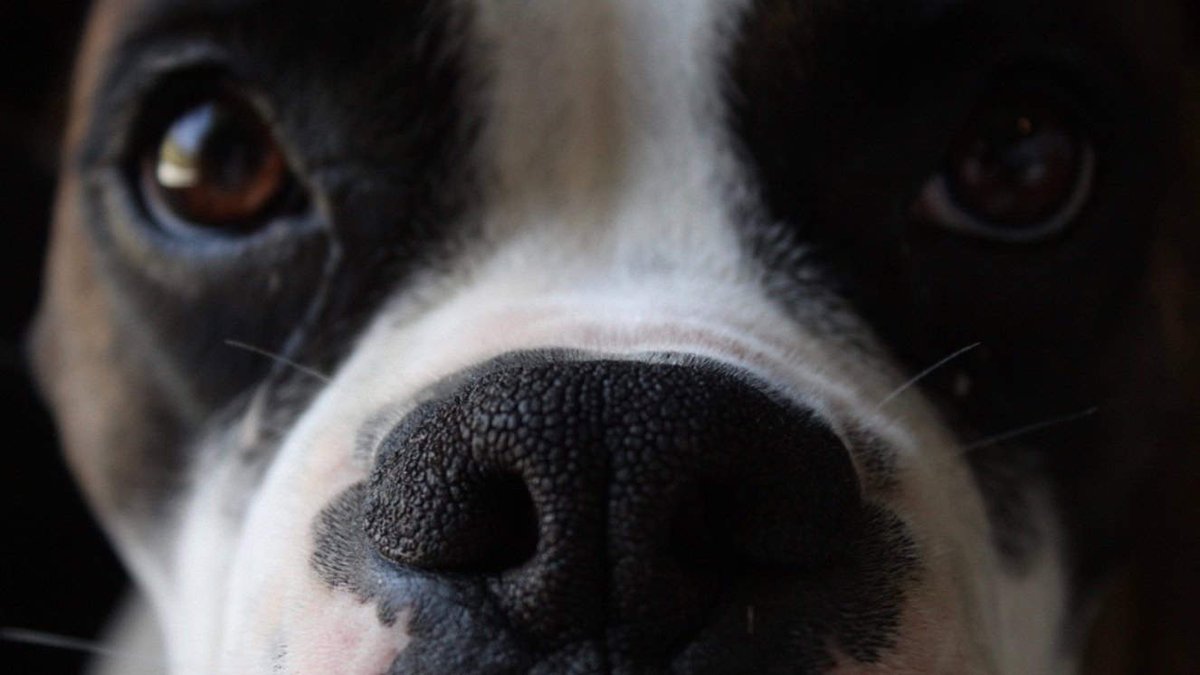 The 11 Best Guard Dogs for Protecting Your Home