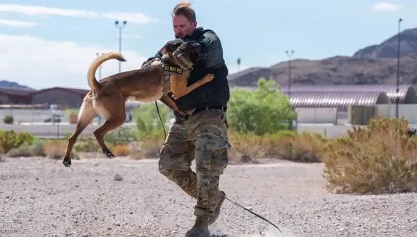Military Working Dog: Their Tasks, History, and How to Adopt