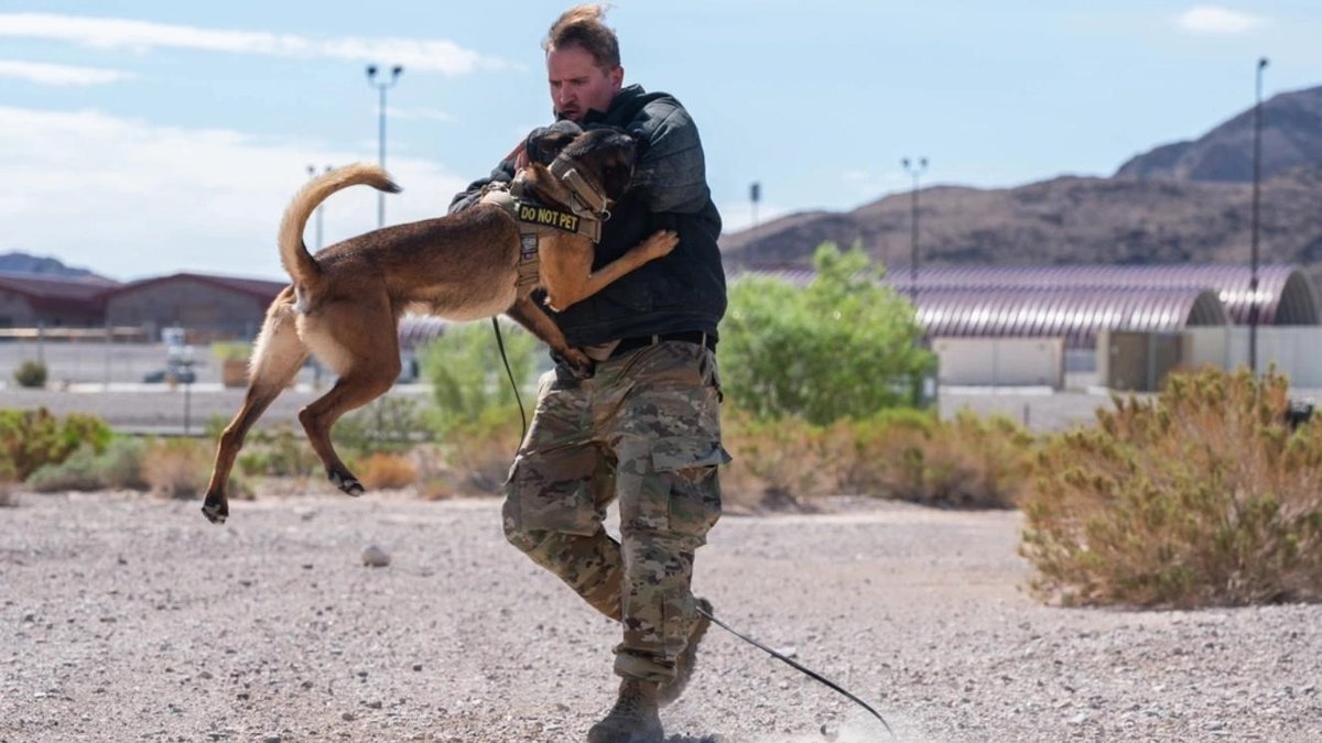 Military Working Dog: Their Tasks, History, and How to Adopt