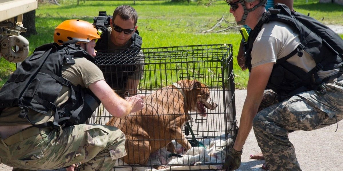 Pet Policy United Airlines