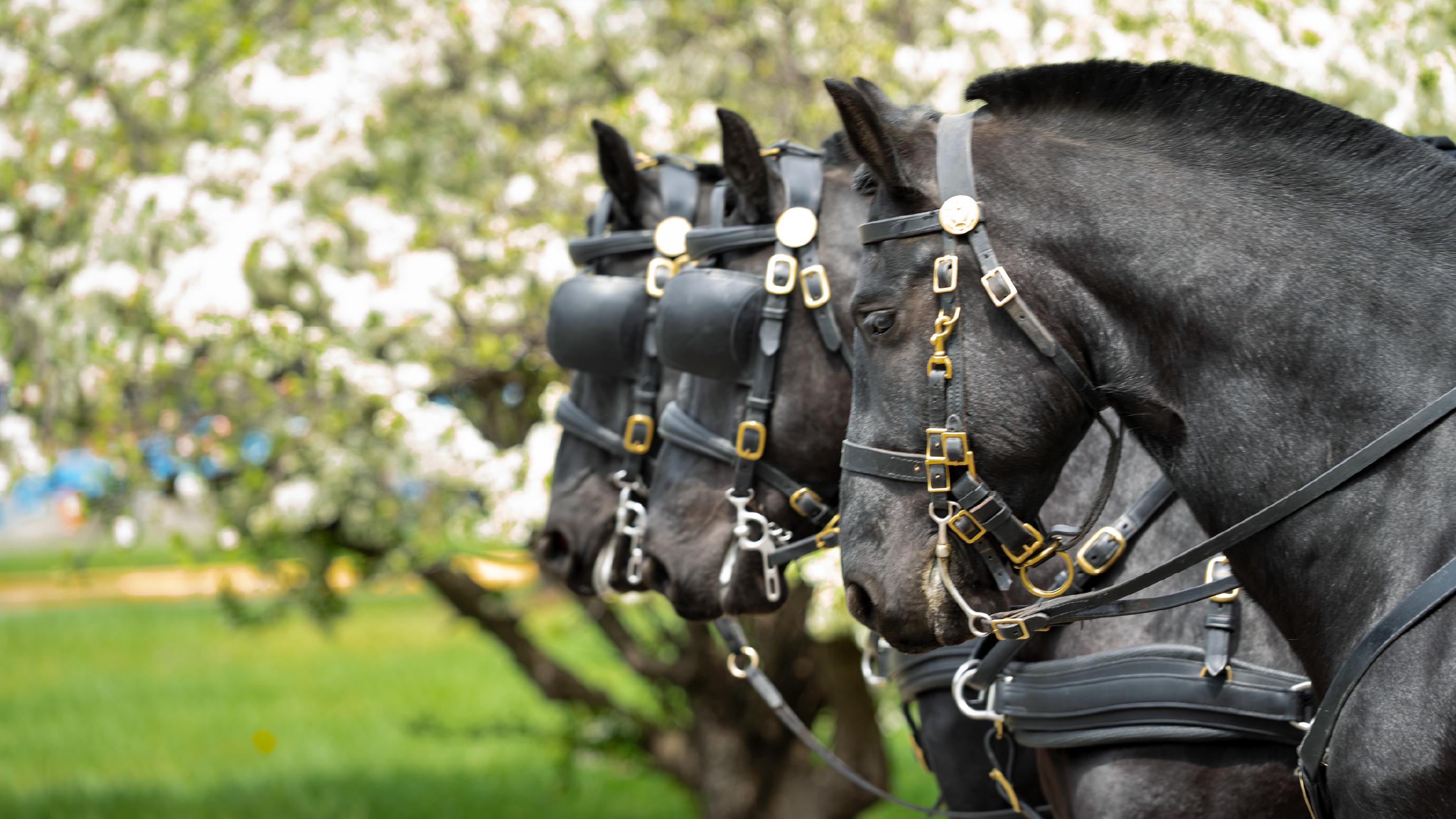 ceremonial horse unit