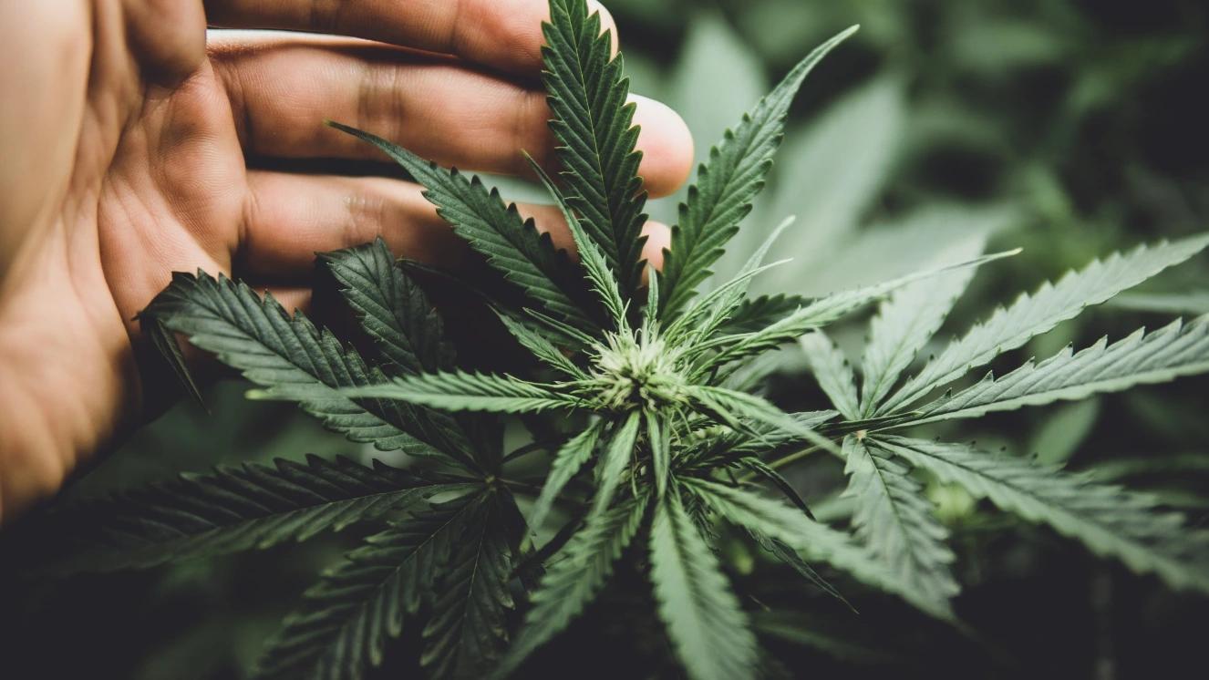 Hand examining cannabis plant leaves in close-up view.
