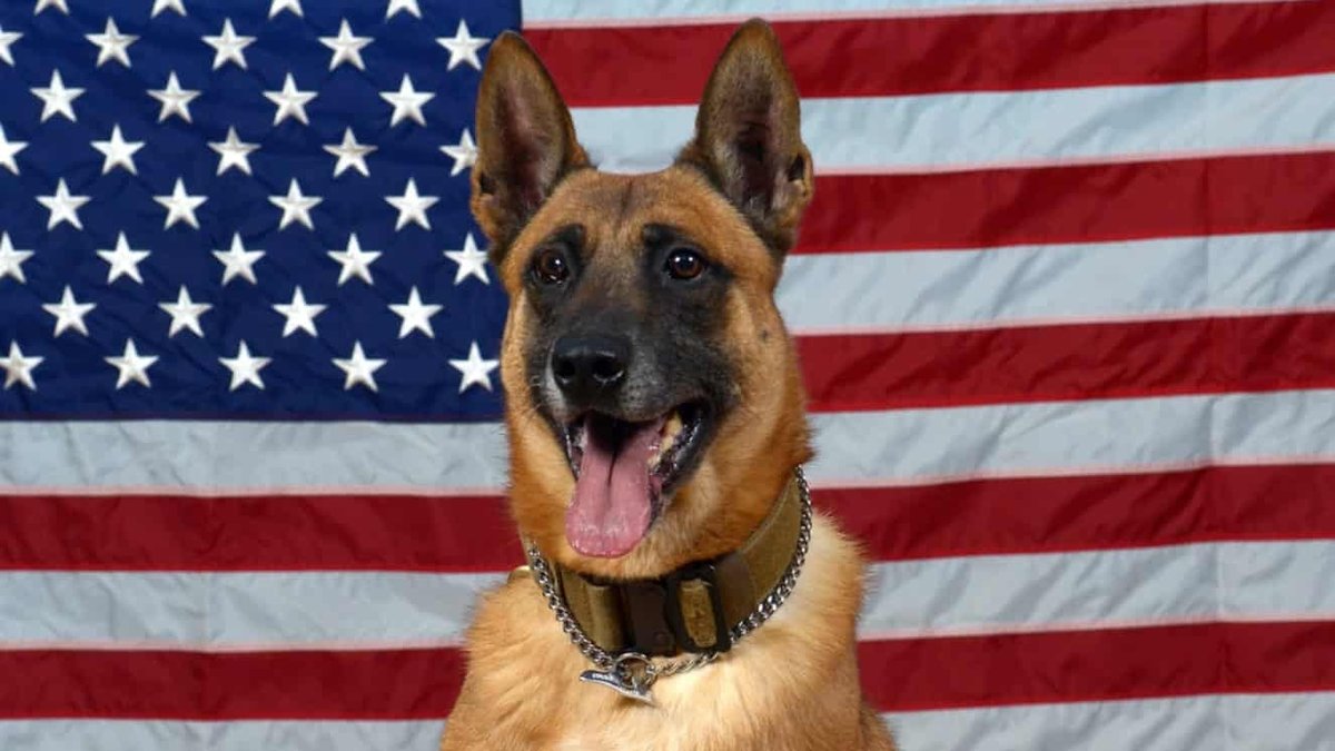 These Are the Best Military Dog Breeds for Retired Military
