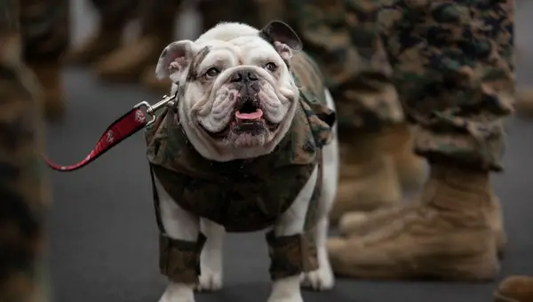 All the Military Mascots in the U.S. Armed Forces