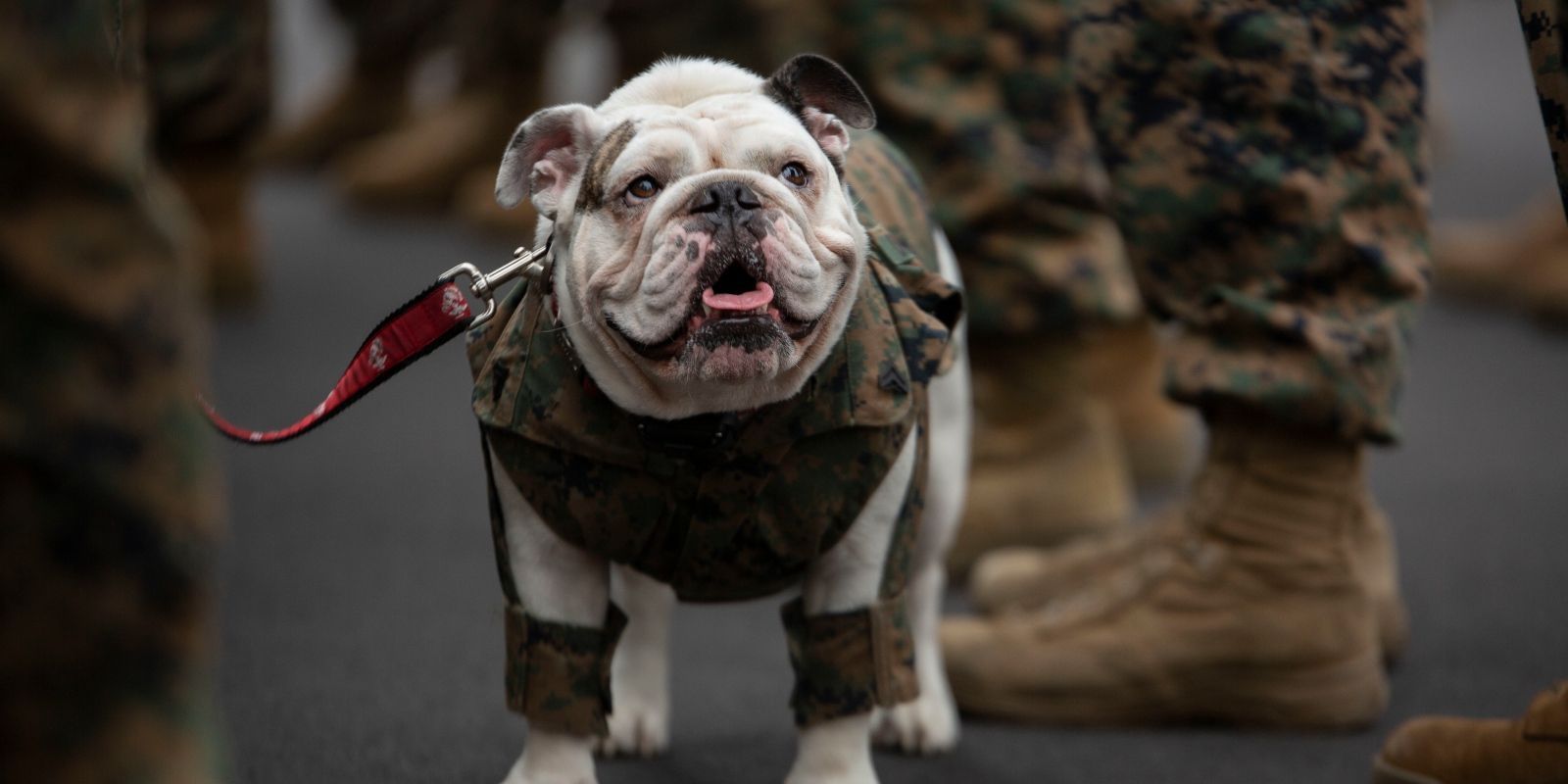 All the Military Mascots in the U.S. Armed Forces