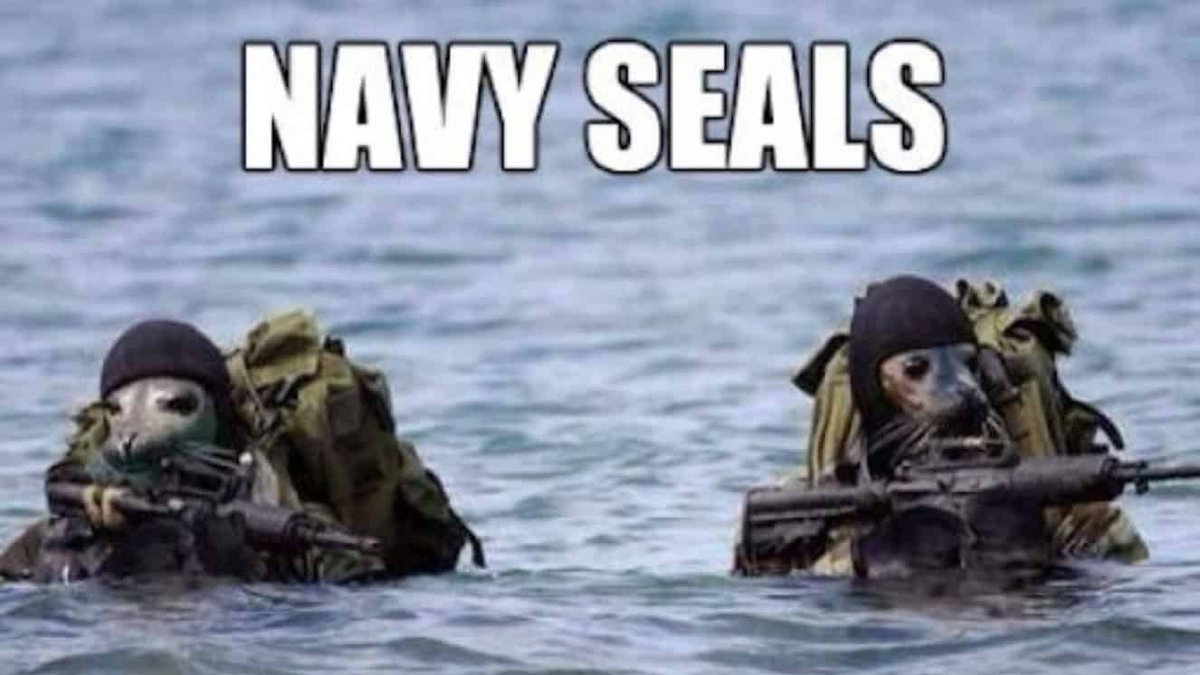 Two seals wearing military gear and holding rifles, humorously depicted as Navy SEALs in ocean water.