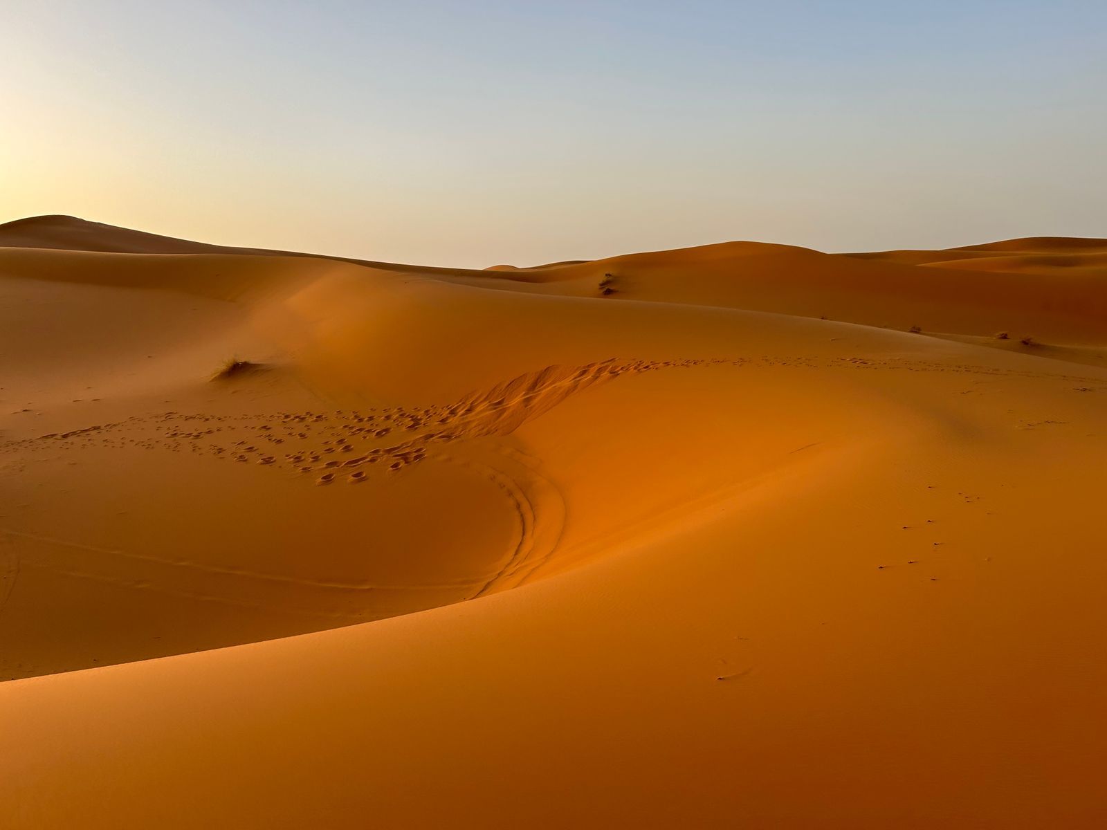 Dunes dorées du Sahara