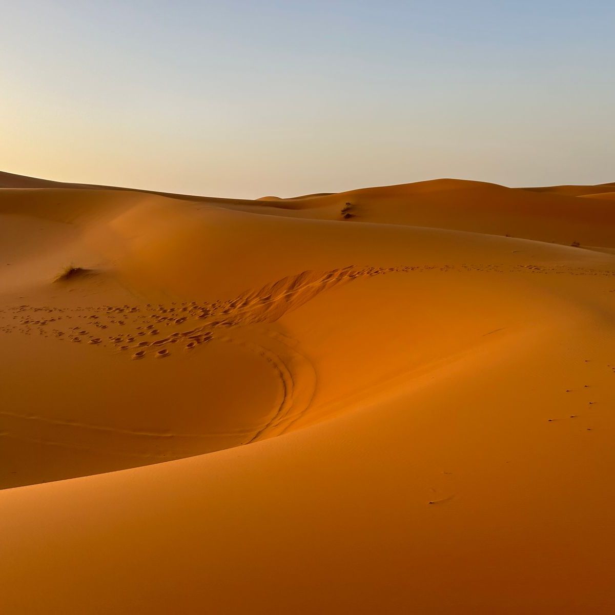 Dunes dorées du Sahara