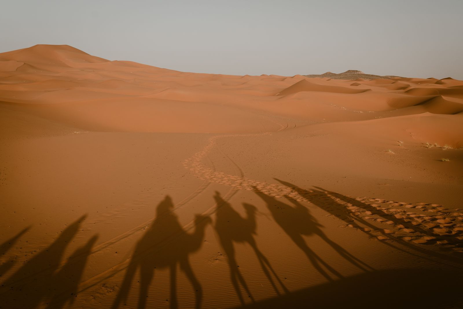 Ombres de chameaux sur les dunes du Sahara