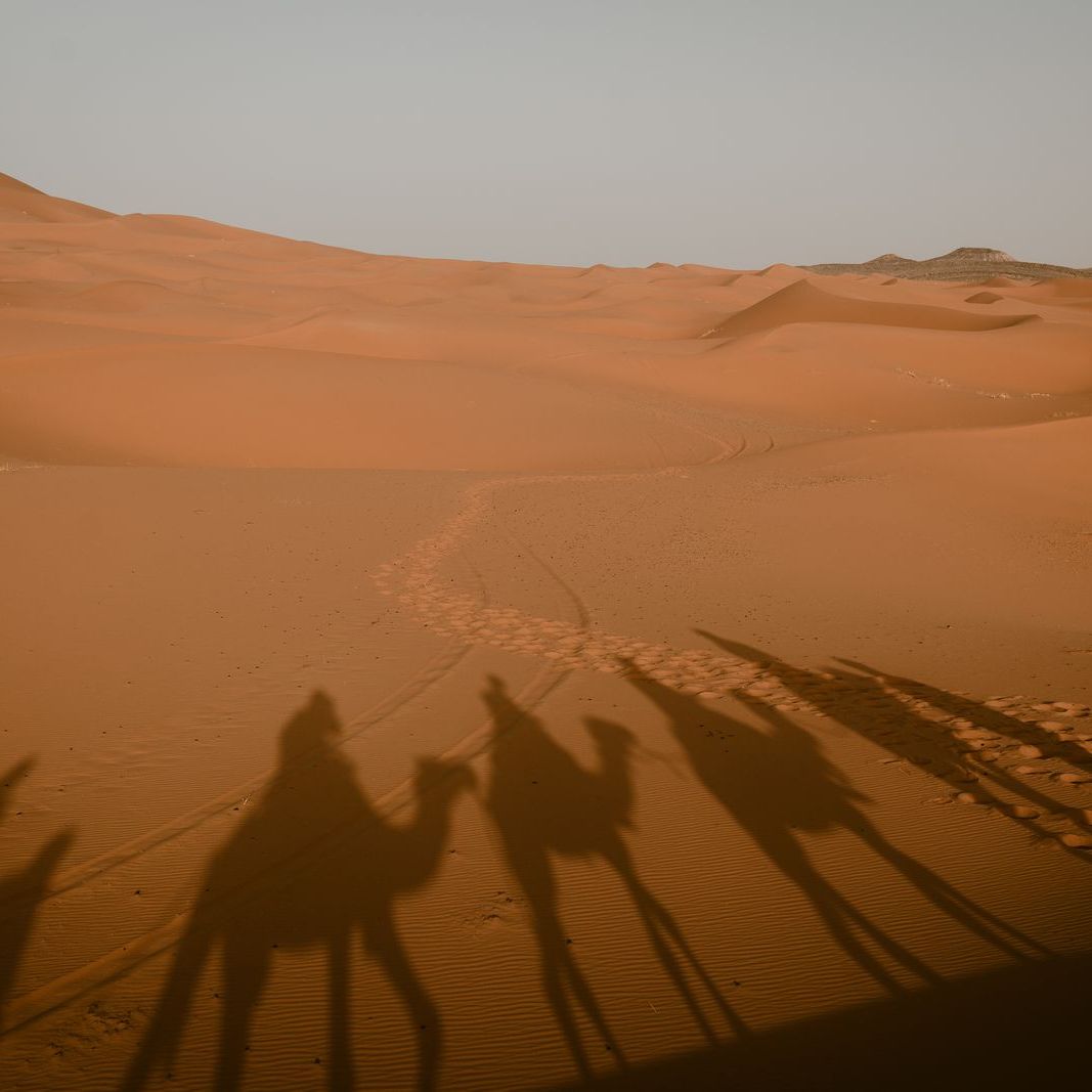 Ombres de chameaux sur les dunes du Sahara